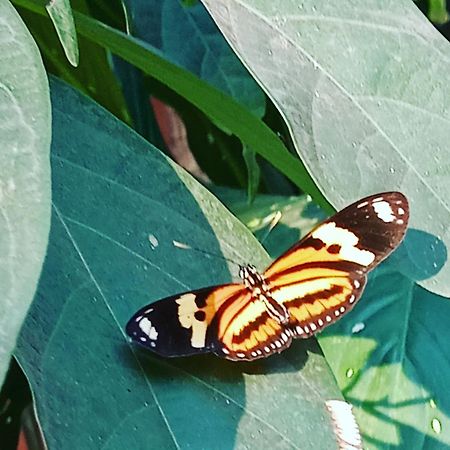 Posada Maria Iguazu Πουέρτο Ιγκουασού Εξωτερικό φωτογραφία