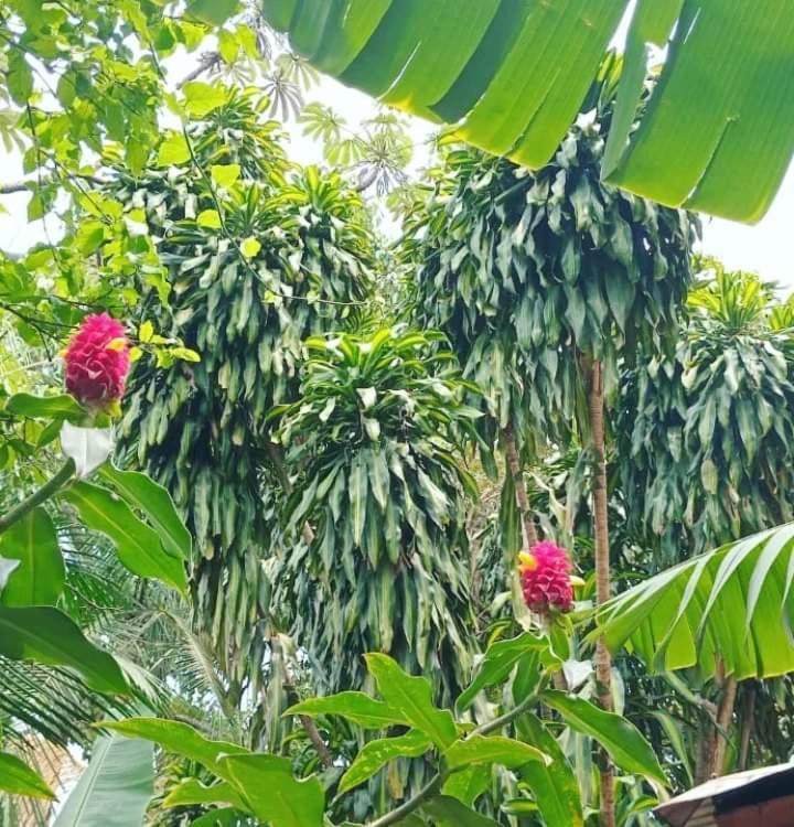 Posada Maria Iguazu Πουέρτο Ιγκουασού Εξωτερικό φωτογραφία