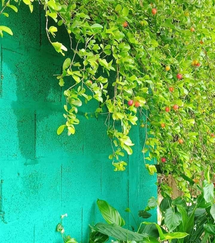 Posada Maria Iguazu Πουέρτο Ιγκουασού Εξωτερικό φωτογραφία