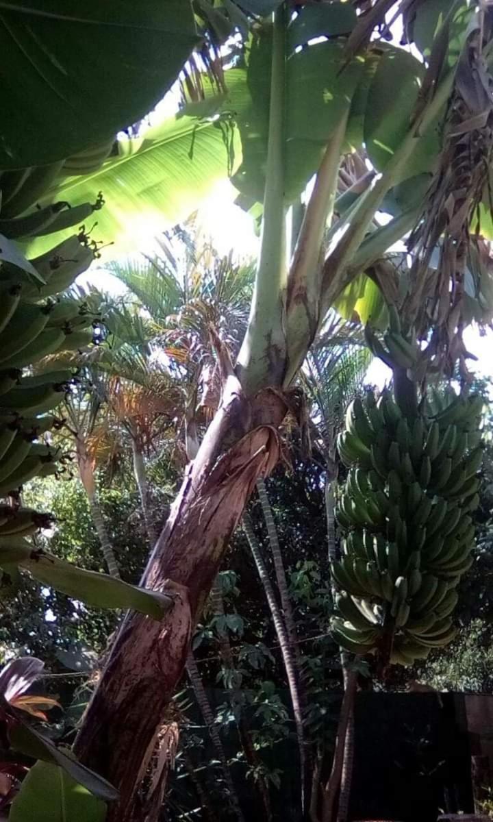 Posada Maria Iguazu Πουέρτο Ιγκουασού Εξωτερικό φωτογραφία